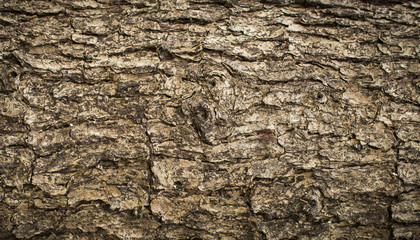tree bark texture, wood background, nature background
