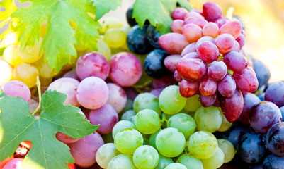 Assorted grapes outdoors