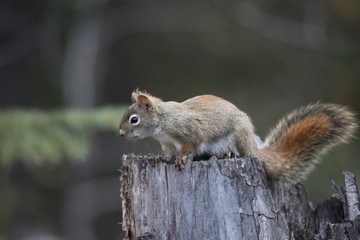 Squirrel