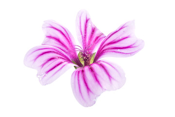 Flower of Lavatera