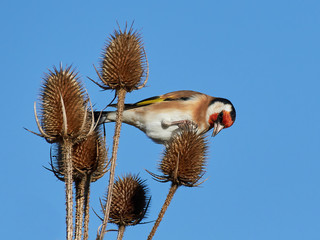 European Goldfinch (Carduelis carduelis)
