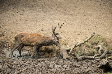 Red deer stag cervus elaphus takes a mudbath to cool down on Aut