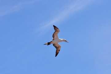 Morus bassanus