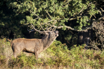 Majestic powerful red deer stag Cervus Elaphus in forest landsca