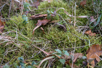 Moos im Wald