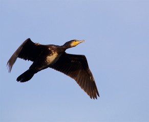 Obraz premium Cormoran