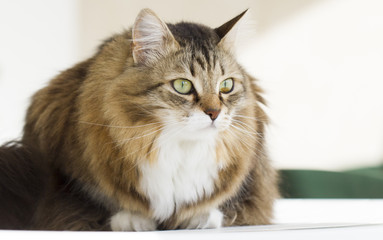 lovely siberian cat outdoor