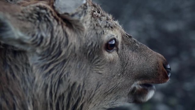 Spotted deer in nature.