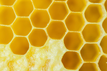Honeycomb close up view from above