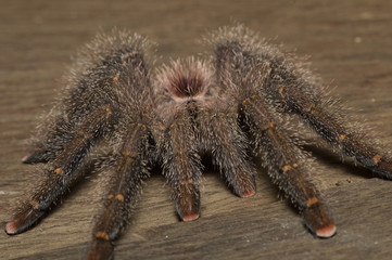 Tarantula Spider, Amazon