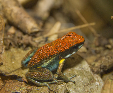 Poison Dart Frog, Amazon