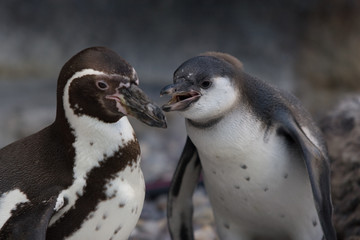 Naklejka premium Penguins Talking