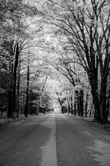 Autumn Road (Black and White)