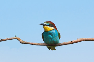 European bee-eater (Merops apiaster)