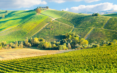 Vineyard on hills