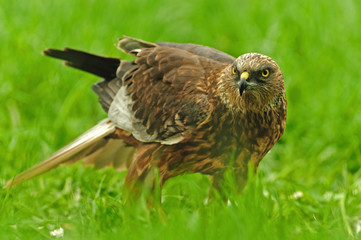 Male of Marsh Harrier (Circus aeruginosus)