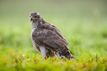 Goshawk (Accipiter gentilis)
