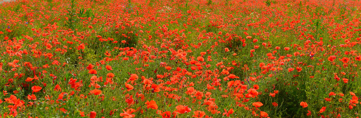 Poppies