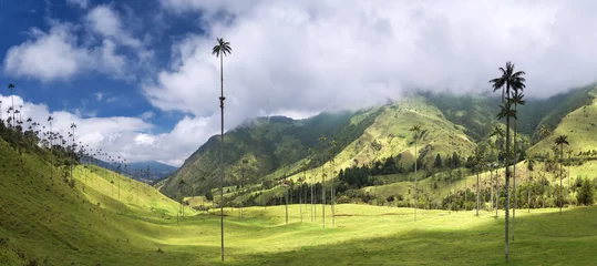  Palm trees in Cocora Valley, Salento, Colombia © sunsinger