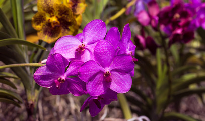 Orchidee im Orchideengarten.