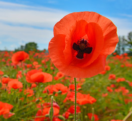 Fototapeta premium MAK