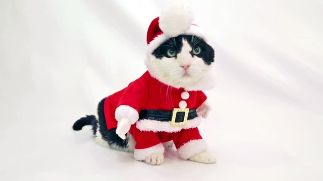 Black and white cat in Santa Claus hat moving on studio white background.