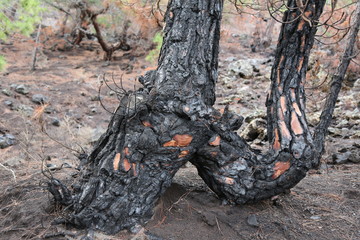 Verkohlter Baumstamm