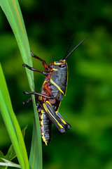 Eastern lubber grasshopper
