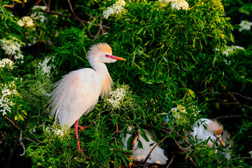 Cattle egret