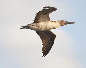 Bluefooted Booby in Flight