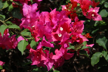 Bougainvillea 1