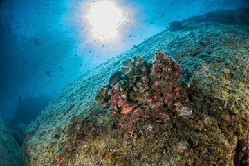 Plakat diving in colorful reef underwater in mexico cortez sea
