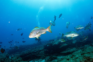 Fototapeta na wymiar grouper sweetlips school of fish underwater