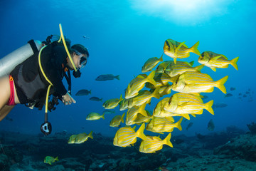 Yellow grouper sweetlips school of fish underwater