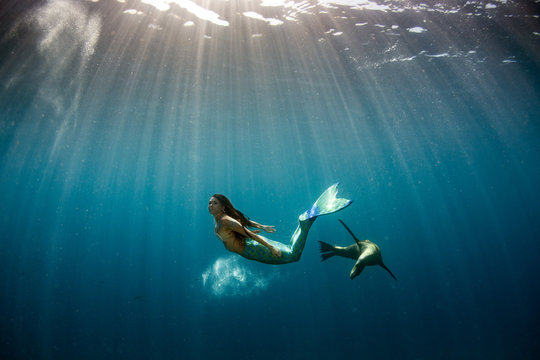 Mermaid swimming underwater in the deep blue sea with a seal