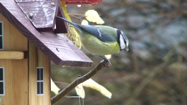 Eine Blaumeise sitzt auf einem Ast neben dem Vogelh&auml;uschen und piekt an einem Sonnenblumenkern