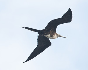 Soaring Frigate Bird