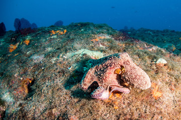 Fototapeta na wymiar octopus underwater close up portrait while hunting
