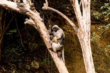 Langur monkeys