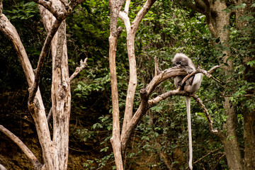 Langur monkeys