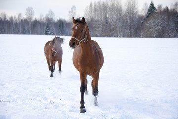 Horse in winter