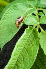 Colorado potato beetle