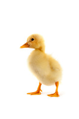 The yellow small duckling