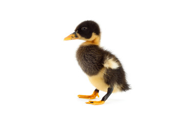 The black small duckling