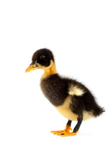 The black small duckling