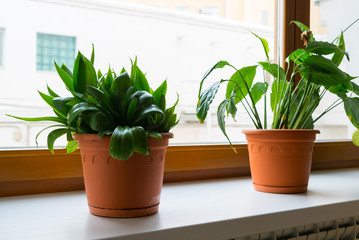 sansevieriya and spathiphyllum stand on windowsill