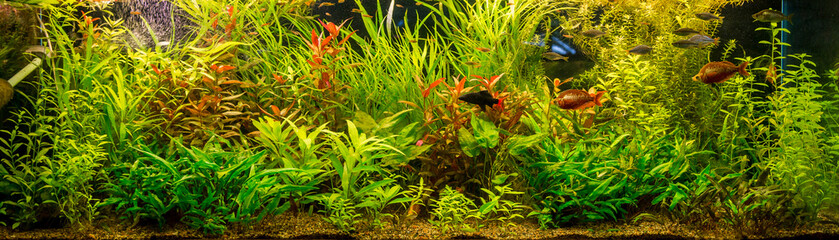 Ttropical freshwater aquarium with fishes © Sergii Figurnyi