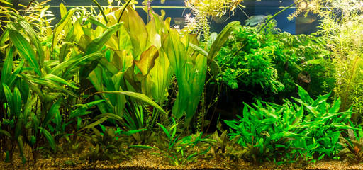 Ttropical freshwater aquarium with fishes © Sergii Figurnyi