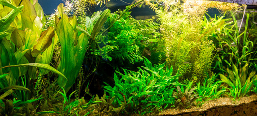 Ttropical freshwater aquarium with fishes