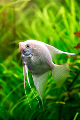 Obraz premium Tropical fish PTEROPHYLLUM SCALARE